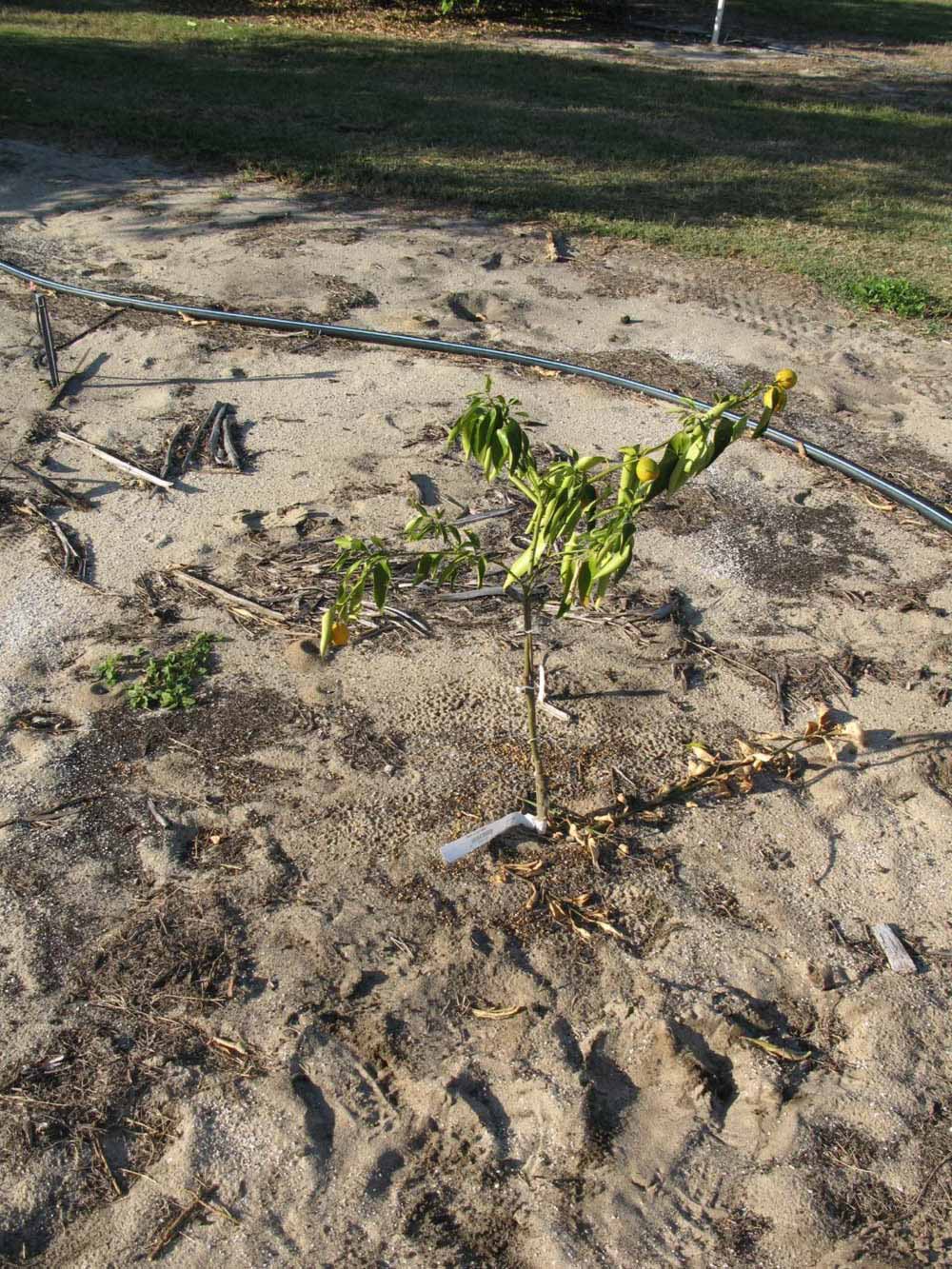            Habit (Winter Haven, FL)   